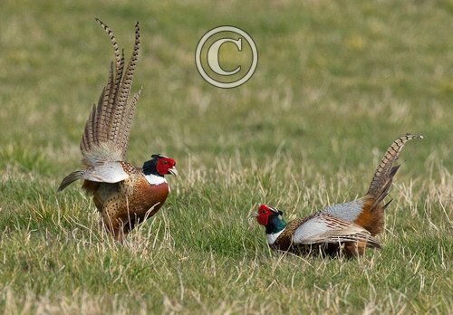 Cock Pheasants Fighting DM1630